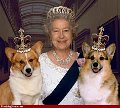 Corgis-addict